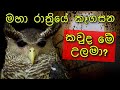 කවුද මේ උලමා Devil Bird Of Sri Lanka