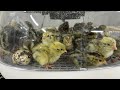 Is the Nurture Right 360 a good incubator? Incubator review #myshirefarm #quail