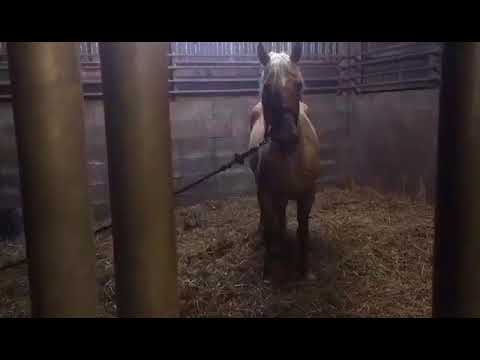 MUSTANG MAKEOVER 2018 // Update 1 TAG 3879 - Ankunft bei Christina Breuer