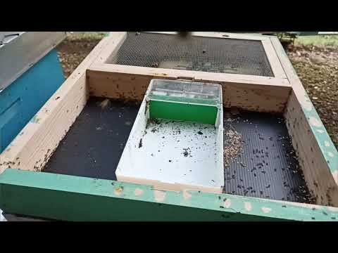 Problem sa mravima / Kako istjerati mrave iz košnice / Pčelarstvo za početnike/Pčelarstvo 2022