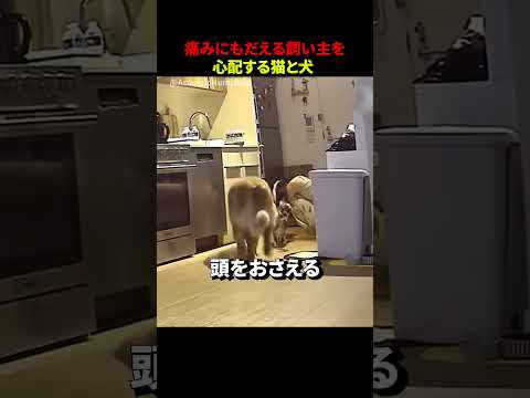 痛みにもだえる飼い主を心配する猫と犬