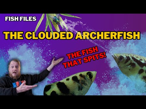 Freshwater Archerfish: EVERYTHING you need to know! Complete care guide.