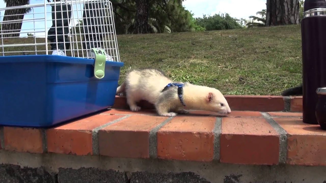 Watch Todo sobre: Los Hurones Now Todo sobre: Los Hurones