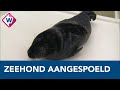 Zeldzame zwarte zeehond aangespoeld in Noordwijk