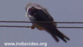 Black Shouldered Kite or Elanus caeruleus