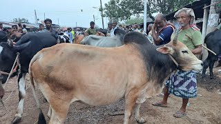06-06-2025😭গরু নিয়ে অসহায় এখনো বিক্রি হয়নি  ছোট বড় গরু রাজশাহী সিটি হাট।