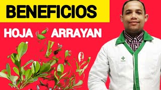 Beneficios del Arrayán