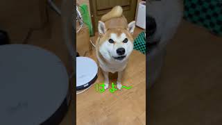 晩御飯が遅れて、太郎に文句を言うてんちゃん（笑）　てんちゃんネル