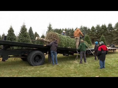 Weihnachtsbaum fürs Weiße Haus: Tanne aus Michigan gewinnt nationalen Wettbewerb