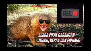 Download lagu cari suara garangan??ini solusinya gaes jaminan datang!!!! mp3 Download lagu cari suara garangan??ini solusinya gaes jaminan datang!!!! mp3