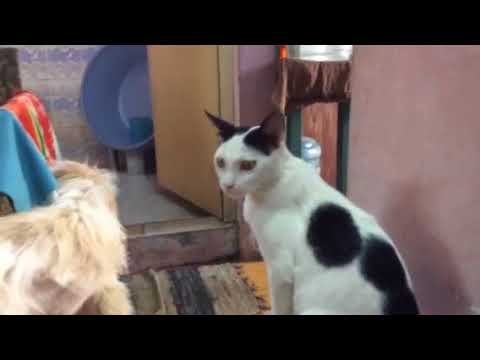 Sneezy n ithchy dukey ,feb9