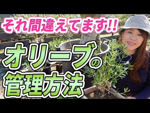ポットのオリーブの木に水をやる方法