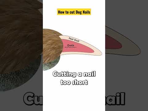 How to cut Dog nails | Precaution before trimming dog nails || Dog Gromming #petscare #shorts #dogs