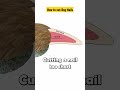 How to cut Dog nails | Precaution before trimming dog nails || Dog Gromming #petscare #shorts #dogs
