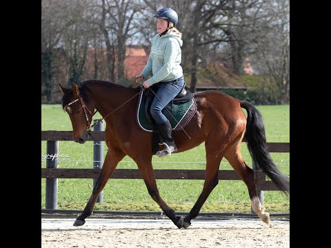 Lente - Dreijährige Stute reiten