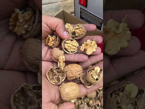 Kırmatik Ceviz Kırma Makinesi Chandler Ceviz Kırma