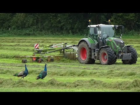 Autumn Silage 2020 - Rowing up with Fendt & Claas plus Peacocks