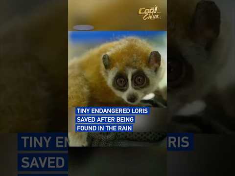 Tiny endangered loris saved after being found in the rain #coolchina