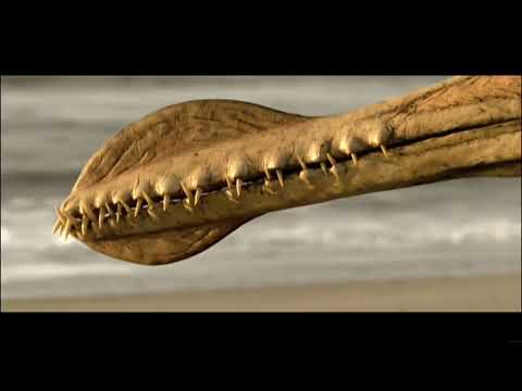 Prehistoric Planet (2002) Sky King Part 2