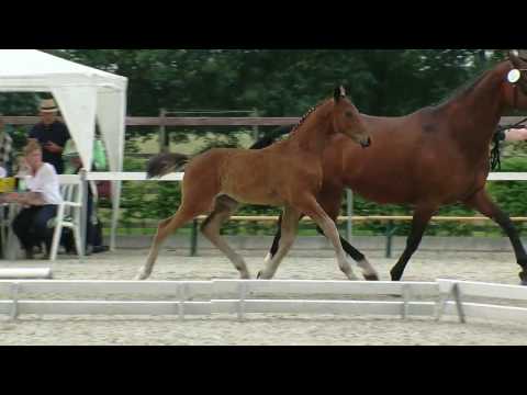 Stf v Quantensprung x Dimension 2016