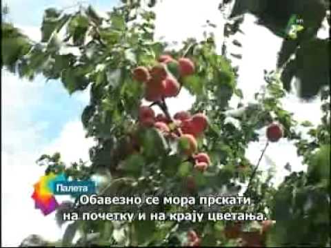 Paleta po ruski 16.7.2014. - Палета по руски 16.7.2014.