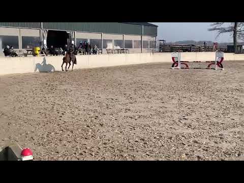 4y old stallion Little Wonder Z by Luigi d'Eclipse x Radco d'Houtveld