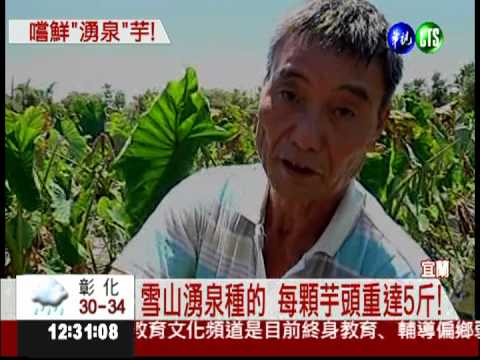 雪山湧泉種的 檳榔心芋比臉還大!