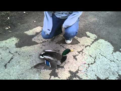 Drunk duck does parkour (backflip)