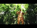 Vidéo : Gwatinik - System Babylonia Aperçu vidéo : Gwatinik - Tambou La