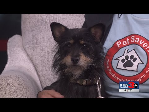 Shreveport Pet Rescue