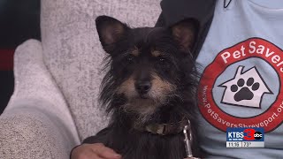 Paws to Care: Pet Savers of Shreveport