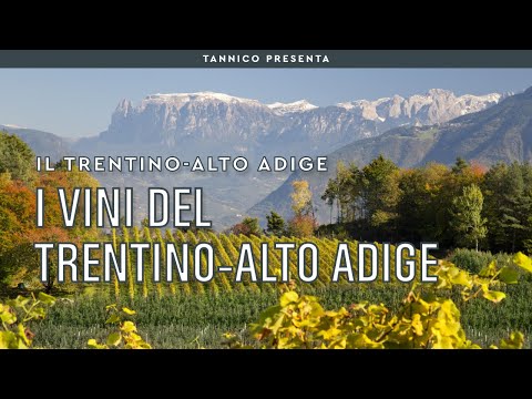 I vini del Trentino-Alto Adige | Tannico Flying School