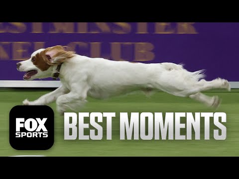 Best Moments of 2026 Masters Agility Championship 🐶 Westminster Dog Show