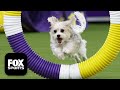 Best Of 2026 Masters Agility Championship Westminster Dog Show