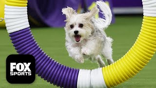 Best of 2026 Masters Agility Championship 🐶 Westminster Dog Show gameplay video by alucas, 23:10 duration