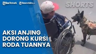 Viral Aksi Mengharukan Seekor Anjing yang Setia Mendorong Kursi Roda Tuannya saat Menyebrang Jalan