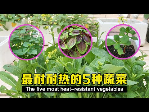 , title : '最耐高温的5种蔬菜，不用遮阳也容易活，30天就可以采收了'