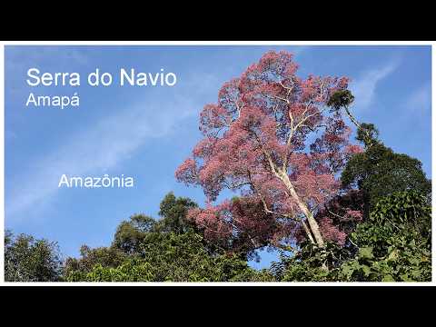 Serra do Navio é amazônia pura #amazonia #rainforest #amazon