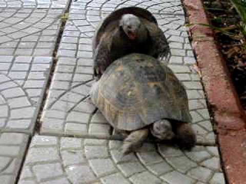 Kornjace - Zaklopaca