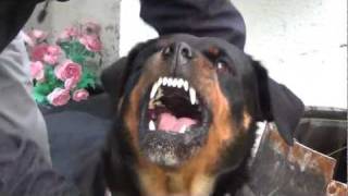 Angry rottweiler