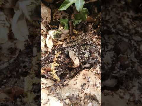 Nido formiche testa rossa