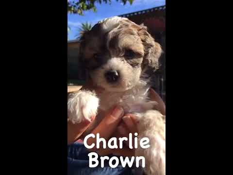 Puppies - Pippin, Picasso, and Spiffer, an adopted Chihuahua & Spaniel Mix in Pasadena, CA_image-1