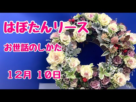 , title : '葉ぼたんハンギングリース葉牡丹がこんなにかわいいなんてお世話のしかた'