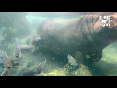 Baby Hippo Fritz Explores Hippo Cove at the Cincinnati Zoo for the First Time