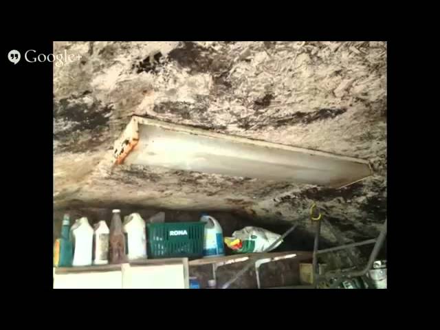 Video Pronunciation of Stachybotrys chartarum in English Video Pronunciation of Stachybotrys chartarum in English