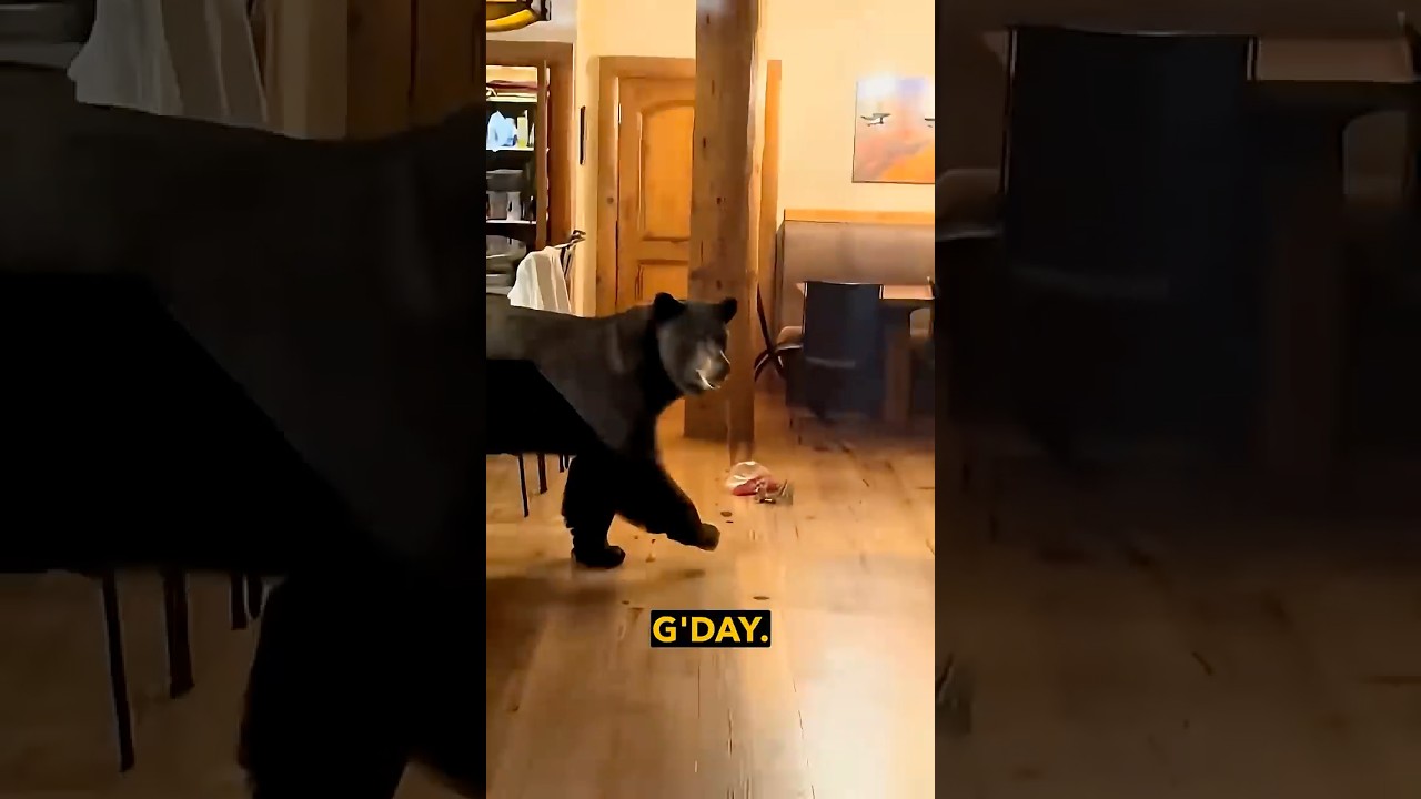 Video O6rqSnIHzd4