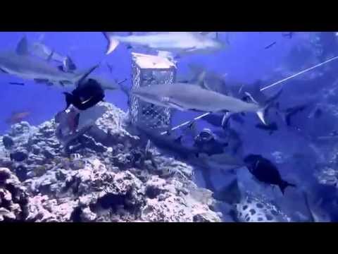The Great Barrier Reef Diving