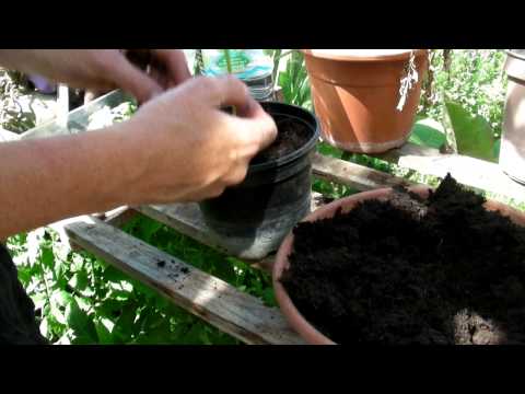 How to plant out your okra - Claire's Allotment part 239