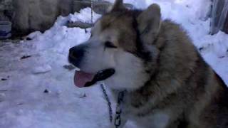 preview picture of video 'GIANT Alaskan Malamute 180 Pounds'