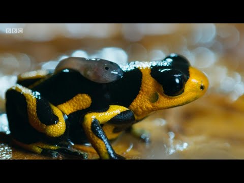 Seven Worlds, One Planet: Episode 3- South America Review